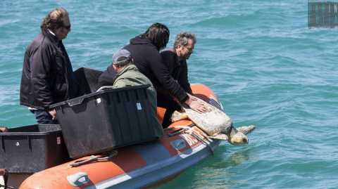 Bisceglie, la liberazione delle tartarughe in mare: salvate da ami, reti ed eliche
